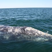 IMG 0001 2 (261)